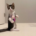 あそぶのもナデナデも大好きイケメンなハクくん！