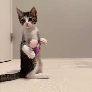 美品❤️ ニノ　nino 猫柄　ねこ　ゴブラン　ロングスカート　F 黒　ブラック モノトーン - 2025SS – nino（ニノ）公式オンラインショップ