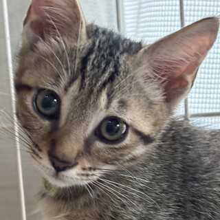 なんでも気になる男の子⭐️チル