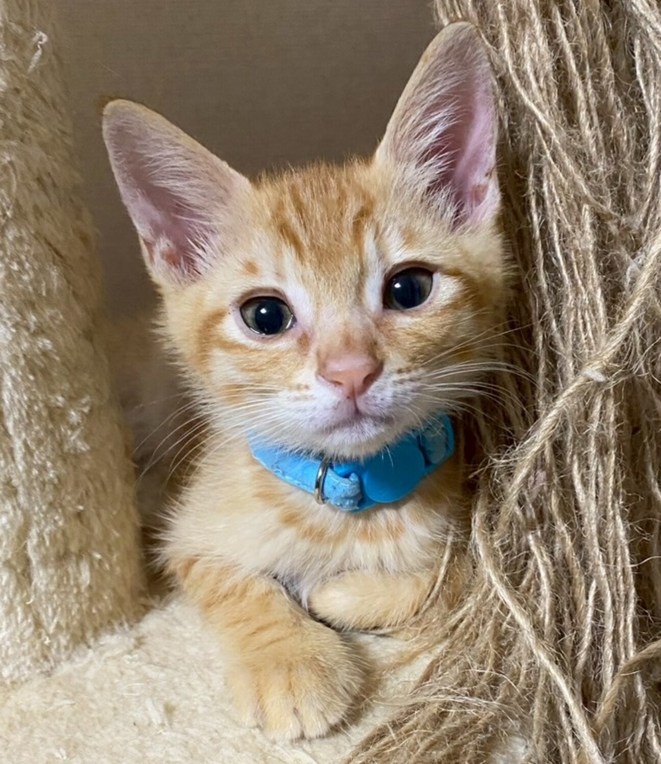 茶トラ猫（お手数おかけしたため少しお値引きいたしました） 1872628.jpg