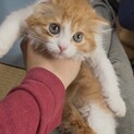 スコティッシュフォールド折れ耳