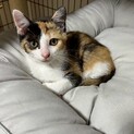 【10/19譲渡会】お転婆ベタベタ子猫❤ギーニ