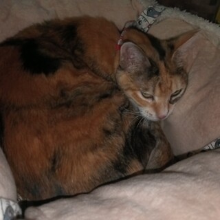 ご高齢の方向けに 。人馴れ抜群、8歳三毛猫　家猫