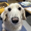 イエローのミニチュアダックス