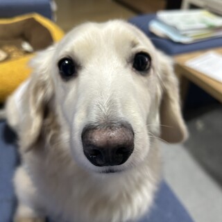 イエローのミニチュアダックス