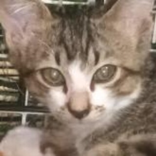 大きなお目目のモモンガ風 白キジ♂ 2ヶ月半