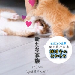 とだニャン保護猫譲渡会