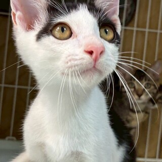 きり丸可愛い子猫