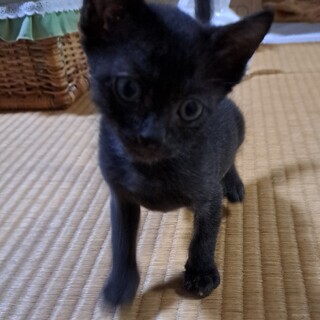好奇心旺盛な黒猫ちゃん