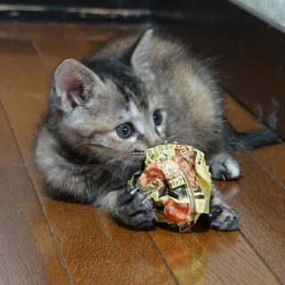 かわいい♪麦わら(キジトラ)女の子5月下旬産まれ