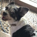 クリクリの瞳がかわいいミックス小型犬のねねちゃん