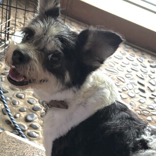クリクリの瞳がかわいいミックス小型犬のねねちゃん