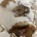 ゴールデンハムスターオス４匹の里親を探しています！
