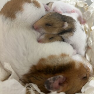 ゴールデンハムスターオス４匹の里親を探しています！