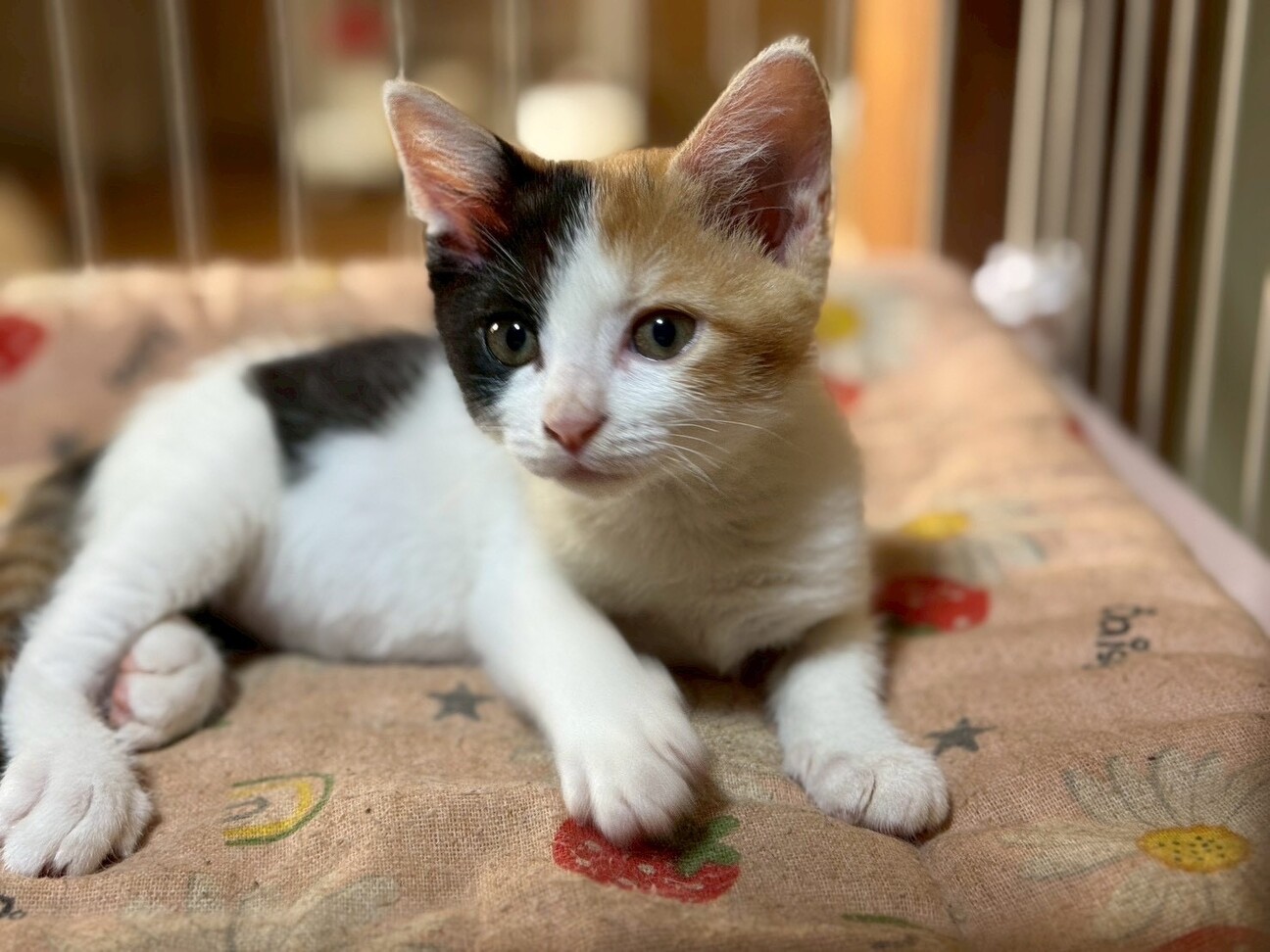ふんばり親子猫　三毛猫 三毛猫】ひたすら父のぽんぽんを楽しむミケ（2025年2月1日