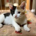 THE⭐︎三毛猫なみっこちゃん