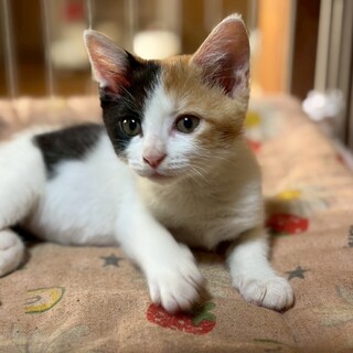 THE⭐︎三毛猫なみっこちゃん