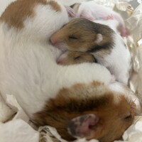 くまたんの赤ちゃんたち