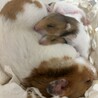 くまたんの赤ちゃんたち