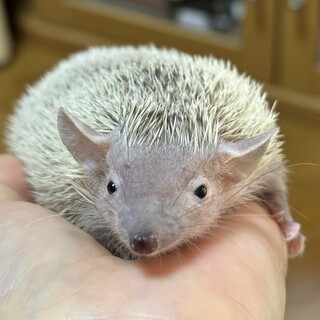 【ヒメハリテンレック】1歳 非常に飼いやすいです