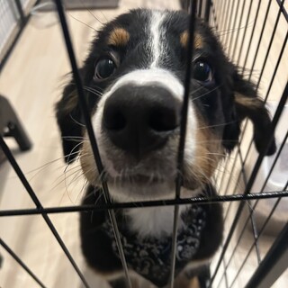 「里親様決定」生後5ヶ月のバーニーの男の子