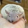 ひまわり-ヒメハリテンレック