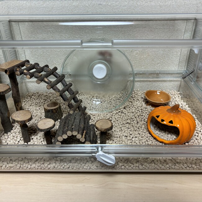 ひまわり-ヒメハリテンレックのカバー写真
