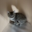 ミヌエット子猫
