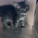 サイベリアン子猫