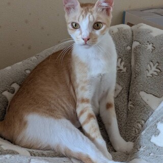ルルーちゃん☆ゴロスリ人懐こい脚長なお母さん猫