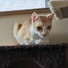 ルルーちゃん☆ゴロスリ人懐こい脚長なお母さん猫 サムネイル2