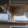 ルルーちゃん☆ゴロスリ人懐こい脚長なお母さん猫 サムネイル3