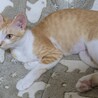 ルルーちゃん☆ゴロスリ人懐こい脚長なお母さん猫 サムネイル4