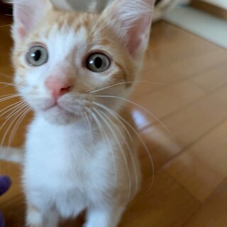 りおくん⭐︎スマートで元気な茶白の男の子