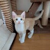 りおくん⭐︎スマートで元気な茶白の男の子 サムネイル3