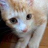 りおくん⭐︎スマートで元気な茶白の男の子 サムネイル4