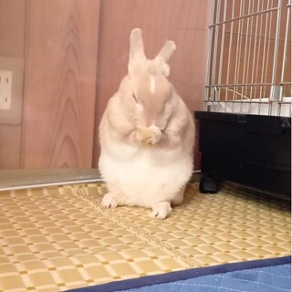 【小梅ちゃん】遊びを生み出す天才かな！滋賀っこ２世