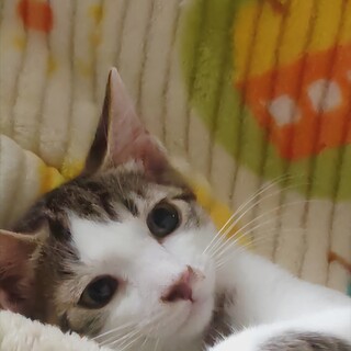 タルト君里親さん募集