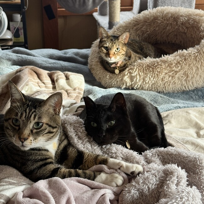 mahogのカバー写真