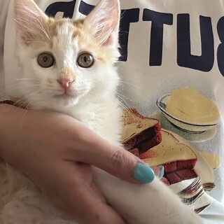 マイペースで甘えん坊な茶白のもふもふくん　2ヶ月