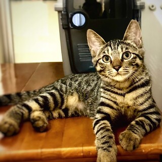 遊ぶの大好き♪甘えん坊のるんちゃん（４ヶ月・雌）