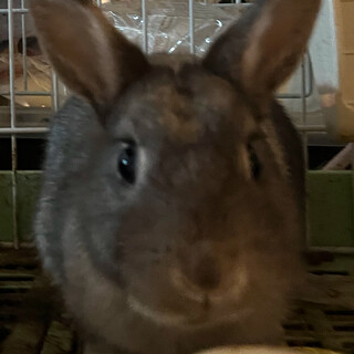 ネザーランドドワーフ オス 11ヶ月のテオくん！