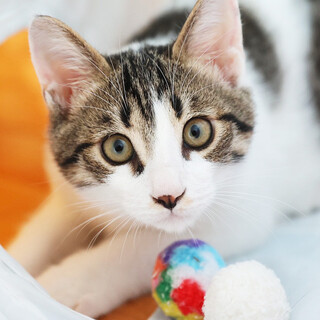 元気いっぱいの甘えん坊☆ゴロゴロ坊やのチロル