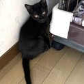 黒猫の美猫さんです