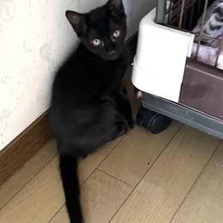 黒猫の美猫さんです