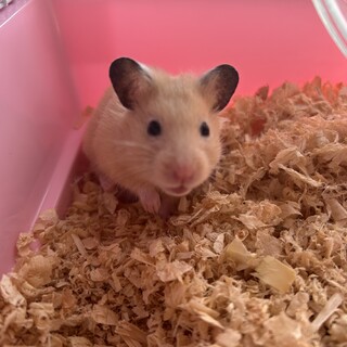 キンクマ赤ちゃん