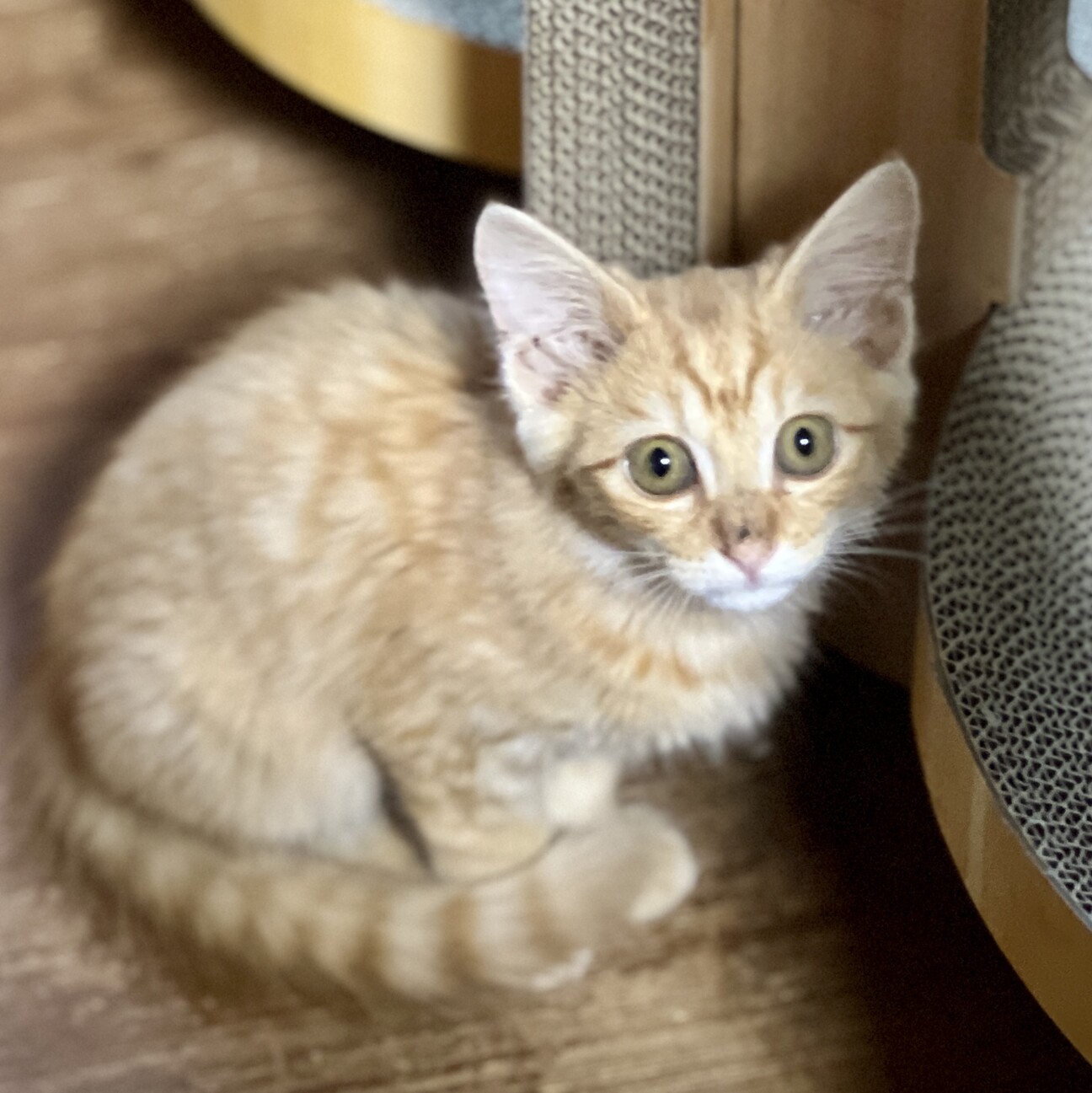 ふわっと、心やさしい乱太郎」東京都 - 猫の里親募集(522133