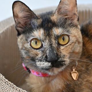 紗奈：人間大好き！お姫