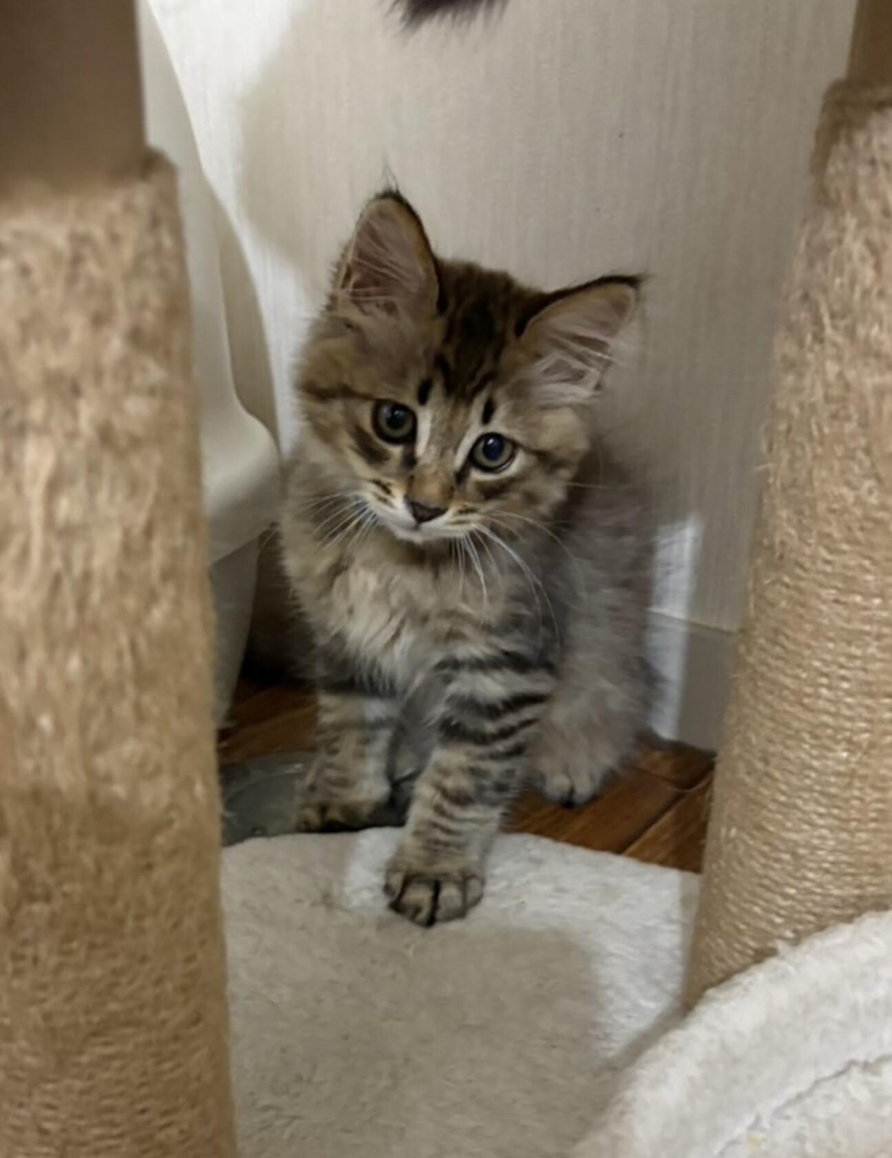 ねこ◎プロフ必読、更新(追記有り)様用 個別オーダー その4-② フカフカ子猫《デール》と」茨城県 - 猫の里親募集(522140