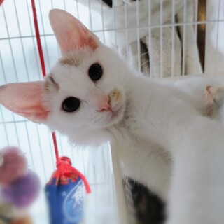 【募集終了】❤️抱っこ大好き優しくて穏やかな女の子